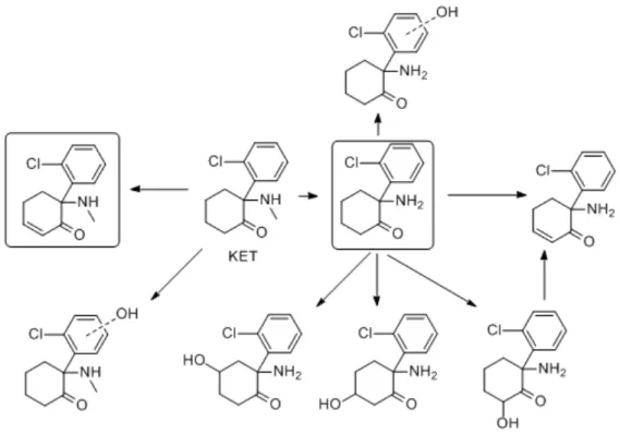 Figure    9.    Les    différents    métabolites    de    la    kétamine    produits    par    les    cytochromes    P450    du    foie