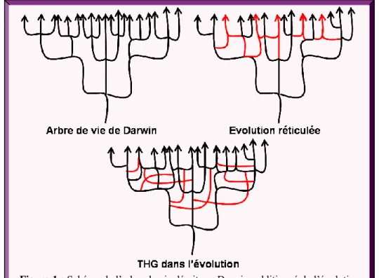 Figure 1 : Schéma de l’arbre de vie décrit par Darwin, additionné de l’évolution  réticulée et du transfert de gènes