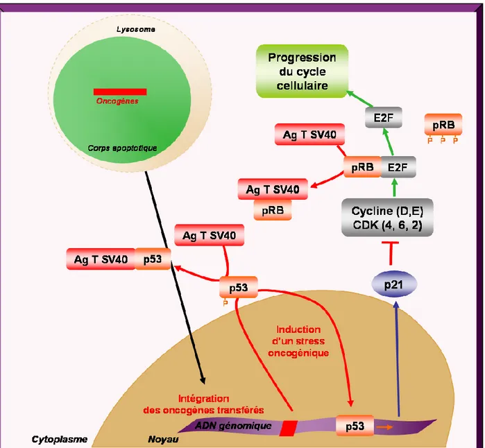 Figure  6 :  Régulation  de  la  transformation  par  THG.  En  absence  de  Chk2,  les  oncogènes  transférés  sont  répliqués mais n’induisent pas la transformation de la cellule receveuse