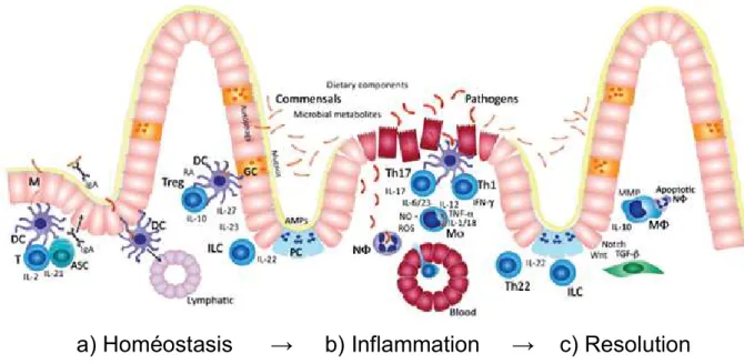 Figure 11 : Résolution de l’inflammation intestinale dans de conditions d’homéostasie