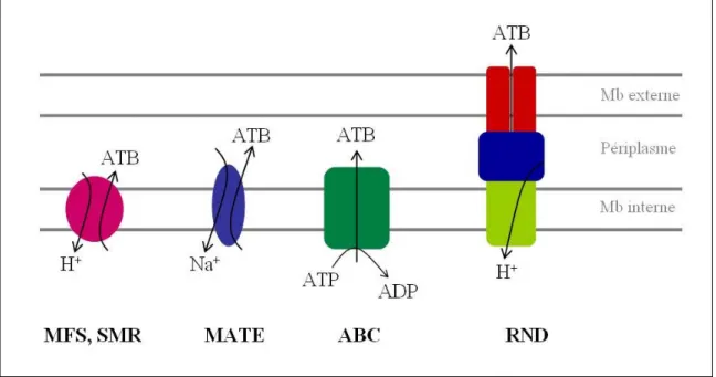 Figure 10. Représentation schématique des différentes familles de systèmes  d’efflux actif chez les bactéries à Gram négatif