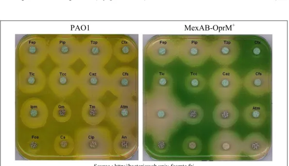 Figure 17. Antibiogrammes de la souche PAO1 et d’une souche  surproduisant le système d’efflux actif MexAB-OprM