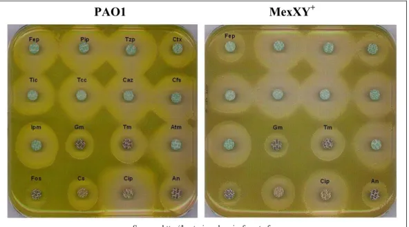 Figure 20. Antibiogrammes de la souche PAO1 et d’une souche  surproduisant le système d’efflux actif MexXY(OprM)