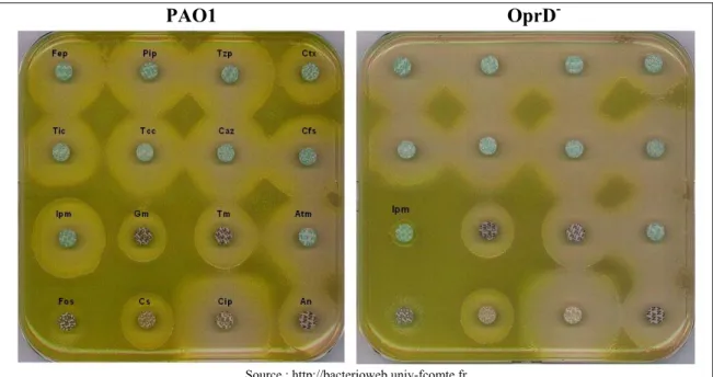 Figure 23. Antibiogrammes de la souche PAO1 et d’une souche déficiente en  porine OprD