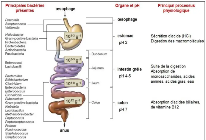 Figure  5 :  Diversité  bactérienne  longitudinale  et  description  du  tractus  digestif  humain