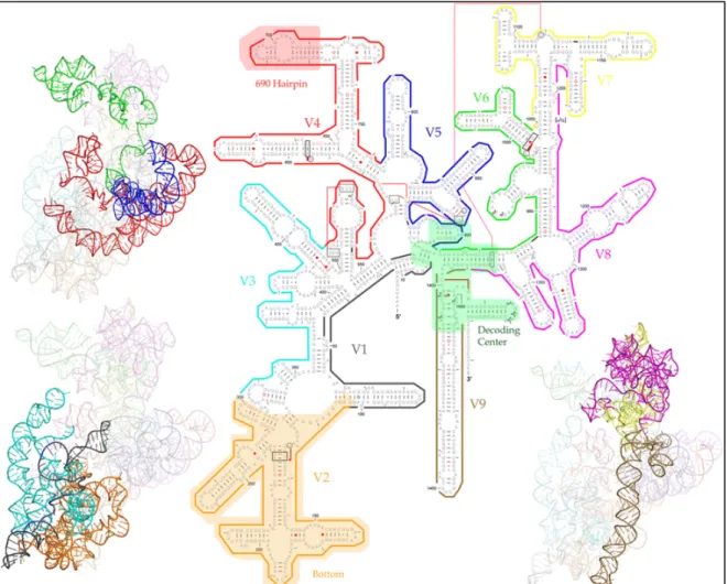 Figure  7 :  Structure  2D-3D  du  gène  ARNr  16S.  Les  régions  sont  représentées  avec  les  mêmes  couleurs en structure 2D et 3D