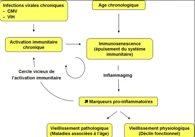 Figure 18 : Cercle vicieux de l’inflammation chronique et l’immunosénescence. Les infections virales  chroniques participent au développement de l’inflammation chronique et de l’immunosénescence