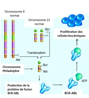 Figure 2 : Translocation réciproque t(9;22) et formation du Chromosome Philadelphie. 