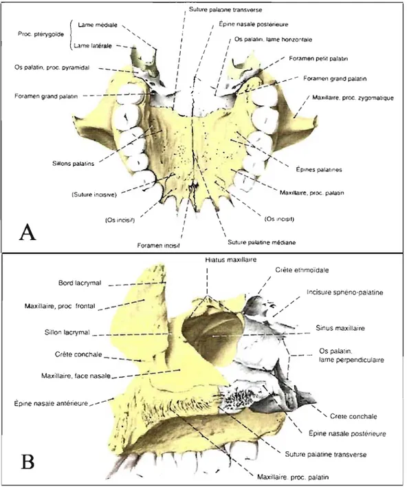 Figure 1 :  Le  maxillaire supérieur en vue inférieure  (A)  et médiale (8)  Adapté de Putz et Pabst, Sobotta atlas d'anatomie humaine, 2000