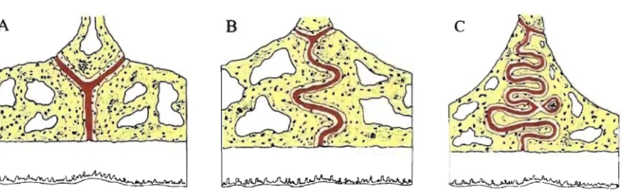 Figure 2  : Apparence de la suture palatine au stade infantile (A), juvénile (8) et à  l'adolescence (C)  Adapté de Proffit et al., Contemporary orthodonties, 4 th  ed., 2007