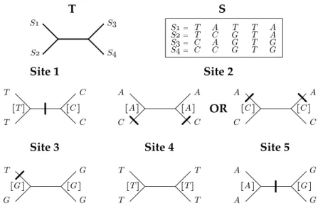 Figure 1.3: Most parsimonious reconstructions per sites for the set of se- se-quences S given the phylogeny T - Two equally parsimonious reconstructions are possible for site 2