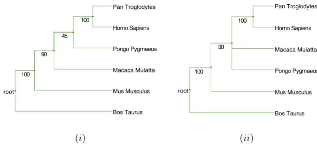 Figure 1.5: Example of discarding branches with low bootstrap values - (i) Phylogenenic tree for the Glioma tumor suppressor candidate region gene 1 protein marker (ENSG00000063169), obtained with a maximum likelihood (ML) analysis [Ranwez et al., 2007b]