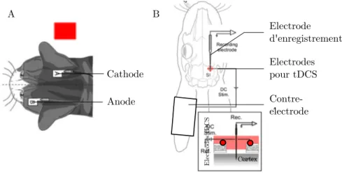 Figure 3.4  Position des électrodes sur les modèles animaux non rongeurs.