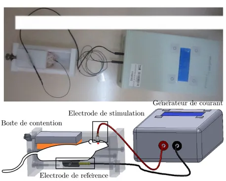 Figure 5.2  Représentation d'une session de tDCS chez la souris. La boîte de contention, en téon, possède un emplacement pour l'électrode de  réfé-rence
