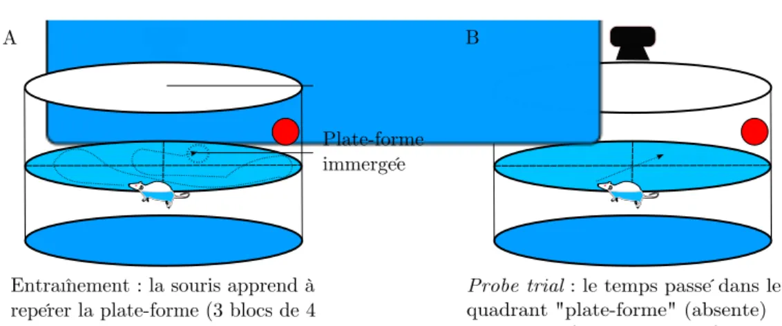 Figure 6.5  Test de la piscine de Morris. A/ La souris apprend à repérer une plateforme immergée au moyen d'indices visuels (entraînement), puis B/