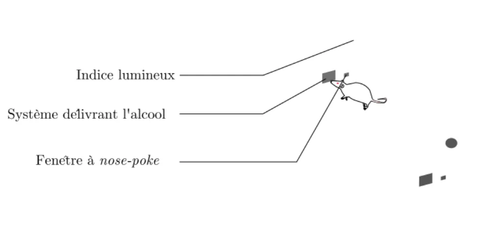 Figure 6.8  Schéma de la cage d'auto-administration utilisée chez la souris.