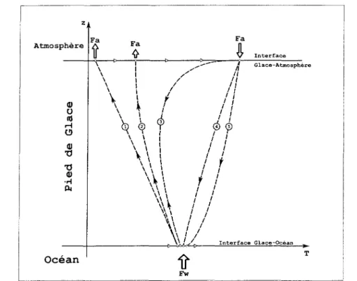 Figure 6: Schématisation de l'évolution du profil vertical de température dans la glace de mer au cours de la période de fonte