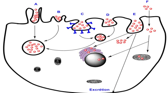 Figure   I—10  Les  mécanismes  d’internalisation  cellulaire  des  nanoparticules  (NP)  par  :  phagocytose  (A),  macropinocytose  (B),  endocytose  clatherine-dépendante  (C),  endocytose  clatherine-indépendante ou cavéoline-indépendante (D) endocytos