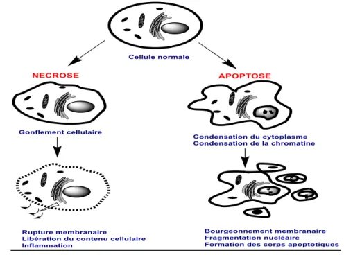 Figure  I—12 Les différences morphologiques d’une cellule en apoptose ou en nécrose. 