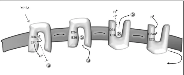 Figure 7. Mécanisme de transport de MdfA (E. coli). 