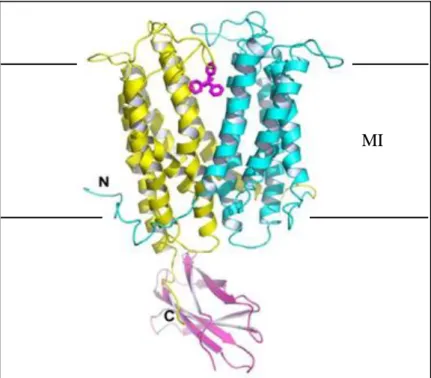 Figure  10.  Structure  du  transporteur  NorM  (  N.  gonorrheae)  lié  à  l’anticorps  utilisé  pour  la  cristallisation (hélices rose clair) et au tétraphényl phosphonium (structures en rose foncé)