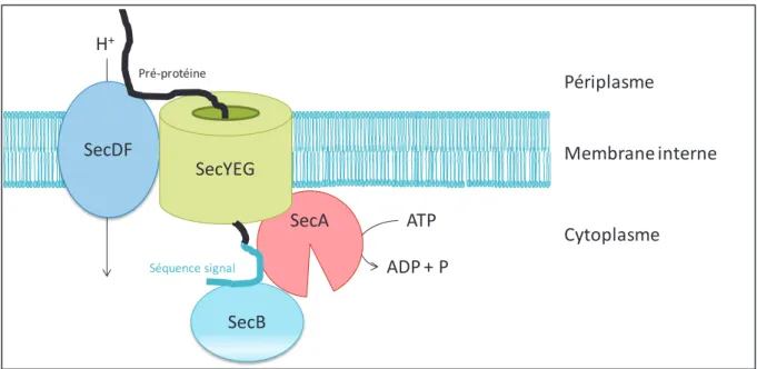 Figure  6 :  Le  passage  de  la  pré-protéine  à  travers  la  membrane  interne  via  le  translocon  Sec