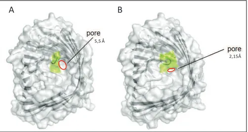 Figure 10 : Comparaison de la taille du pore au sein de la porine OprD  d’après  les modèles cristallins des équipes de Biswas (A) et de Eren (B)  (Eren  et  al.,  2012)