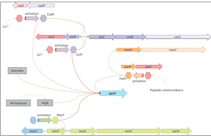 Figure 14 : La régulation complexe du gène oprD. La présence d’acides aminés (AA) basiques dans le  milieu de  culture  active la  transcription de oprD  via l’activateur  transcriptionnel ArgR