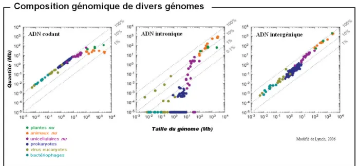 Fig. 1.1  Composition génomique, en ADN codant, intronique, et intergénique, en fonction de la taille du génome, pour divers organismes classés par règne