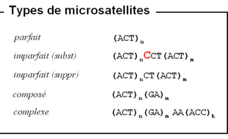 Tab. 2.1  Les diérentes classes de microsatellites, catégorisées selon leur complexité.