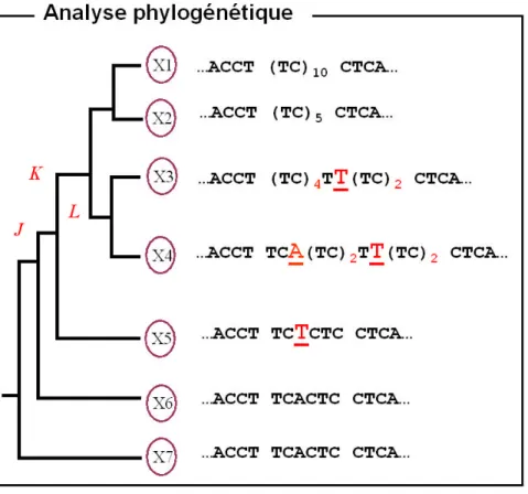 Fig. 2.2  Méthode d'analyse phylogénétique. Les X n représentent les individus de diérentes espèces apparentées.