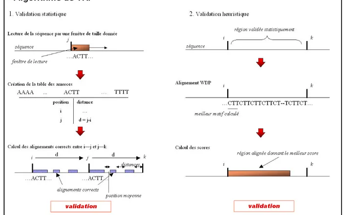 Fig. 3.2  Détection des microsatellites par TRF. 1- Première phase : validation statistique