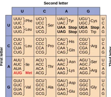 Figure 1.7 – Code génétique standard : codons correspondants aux différents acides aminés