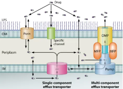 Figure 1.14 – Entrée et sortie des antibiotiques dans la cellule bactérienne [59]