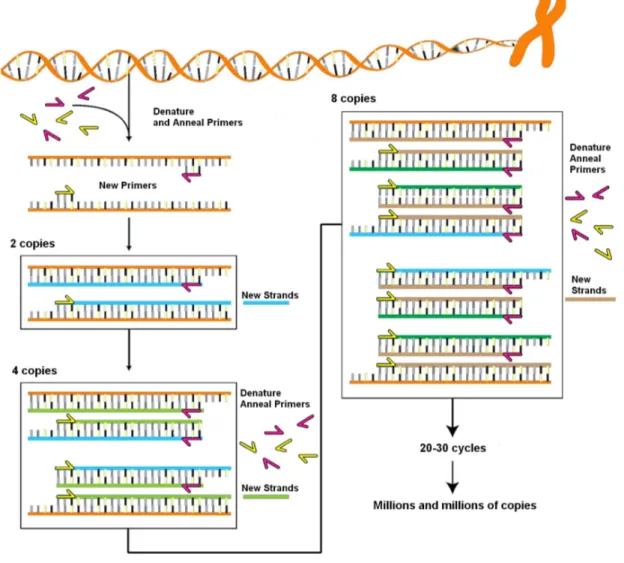 Figure 1.21 – Schéma des différentes étapes de la technique de PCR [109]