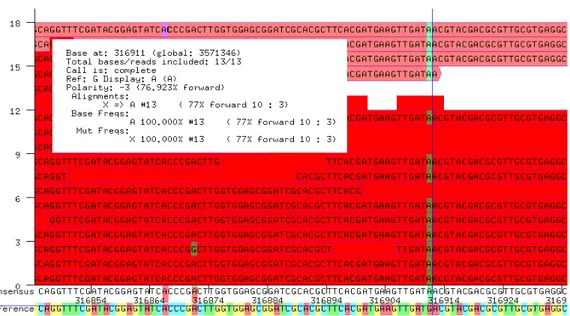Figure 1.33 – Visualisation d’un SNP dans la séquence observée avec le logiciel samscope [119].
