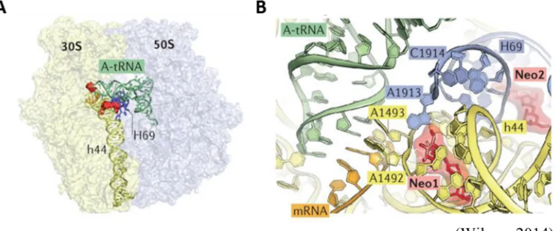Figure 7: Interactions  of  aminoglycoside  molecule  neomycin  with  the  decoding center of the ribosome
