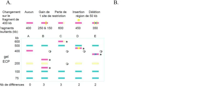 Figure  1.  Interprétation  des  profils  de  macrorestriction  selon  le  nombre  d'évènements  génétiques survenus selon Tenover et al