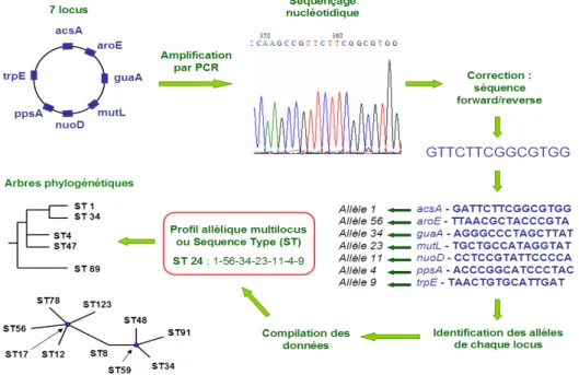 Figure  2.  Schéma  récapitulatif  de  la  technique  de  Multi  Locus  Sequence  Typing,  d’après  C