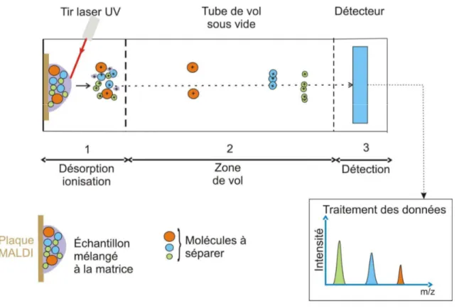 Figure  3.  Principe  de  la  spectrométrie  de  masse  de  type  MALDI-TOF  (sur   http://biotechnologie.ac-montpellier.fr/IMG/jpg/doc_eleve_identification_bacterienne_maldi-tof.jpg consulté le 4 juillet 2016)
