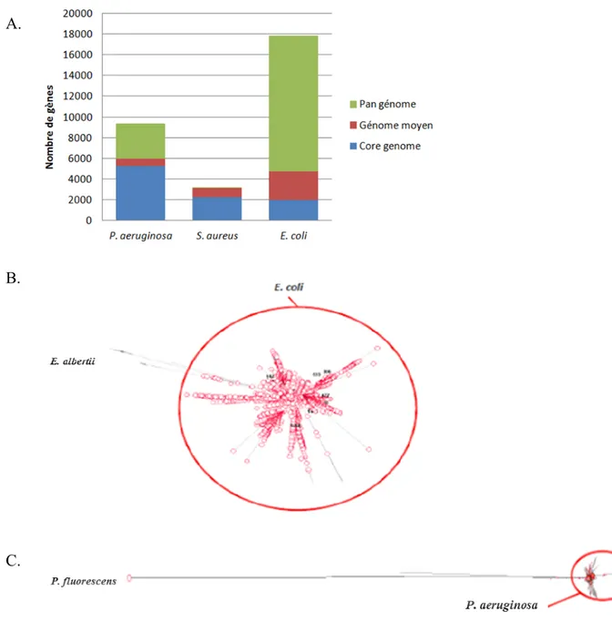Figure  5.  Diversités  génomique  et  clonale  des  3  principales  espèces  bactériennes  responsables d'infections nosocomiales : E