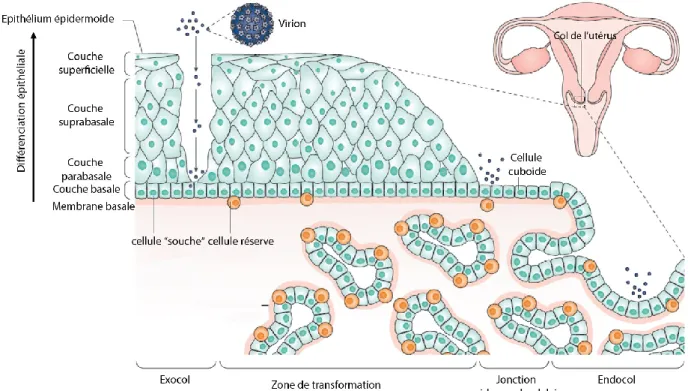 Figure 4. L’infection par HPV et la zone de transformation. (Adaptée de Schiffman et al., 2016).