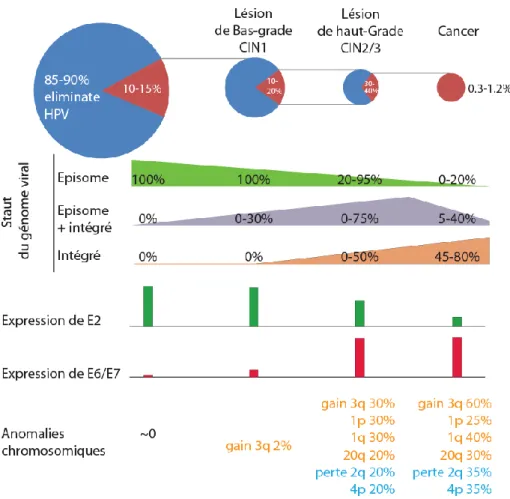 Figure 8. Progression de la carcinogenèse du col de l’utérus et principaux évènements moléculaires associés