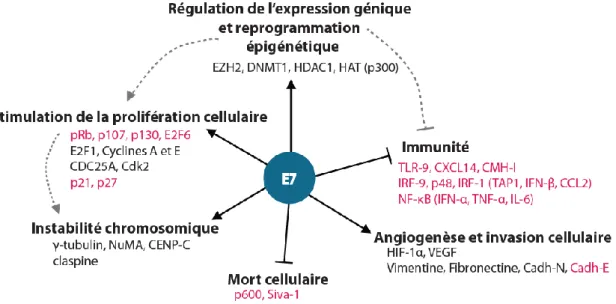 Figure 10. Rôle de la protéine E7 des HPV-HR. (D’après Mittal et Banks, 2017; Westrich et al., 2017).