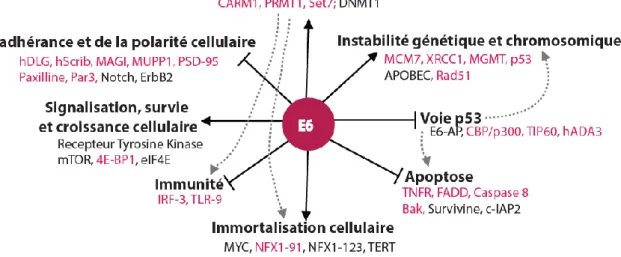 Figure 12. Rôle de l’oncoprotéine E6 HPV-HR.