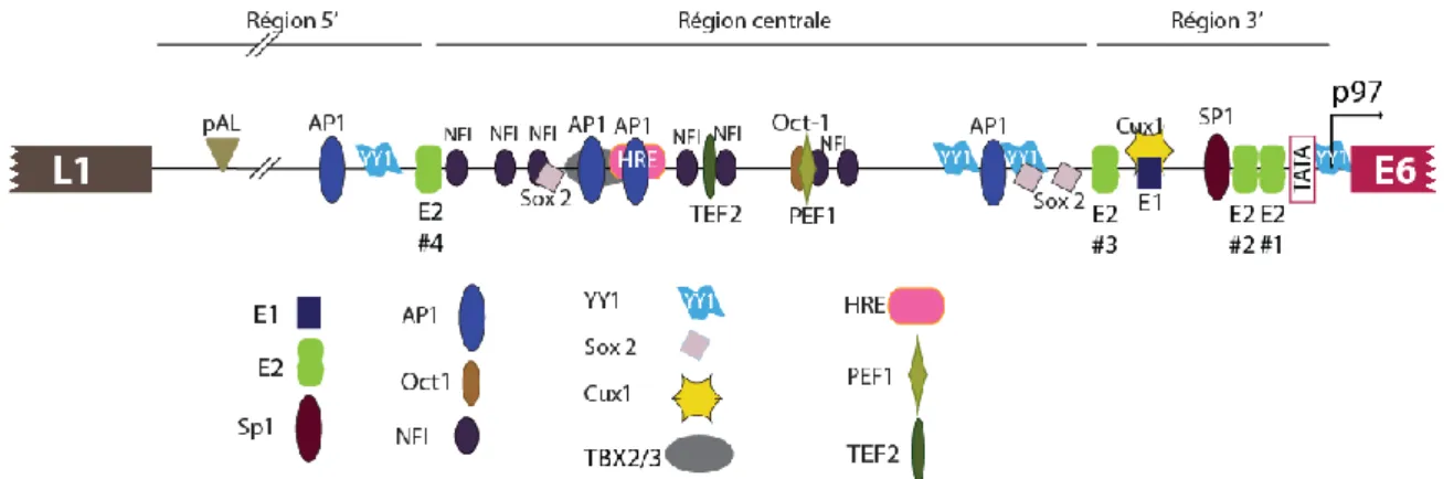 Figure 13. Structure de la LCR d’HPV16.