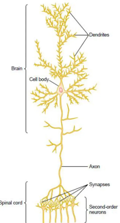 Figure 1 : Structure of a large neuron in the brain, showing its important functional parts.