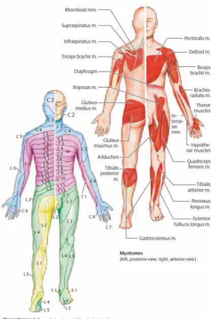 Figure 5 : Dermatomes and myotomes. Adapted from [ 55 ].