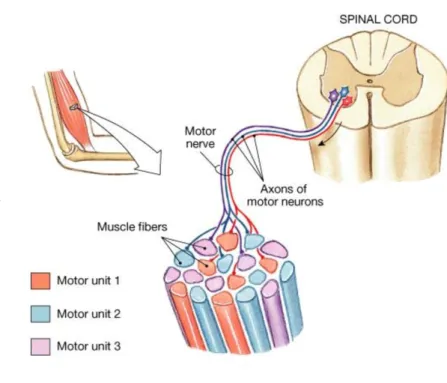 Figure 7 : A motor unit composed by a motor neuron and the muscle fiber it innervates