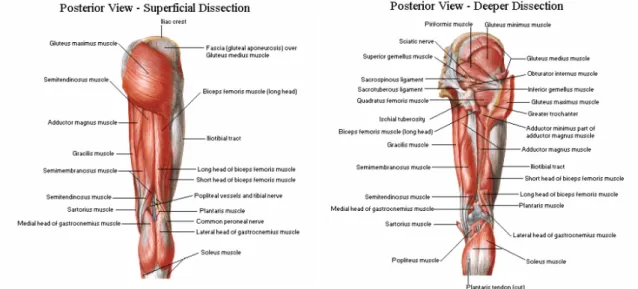 Figure 10 : Posterior view of the hip and knee muscles. Adapted from [ 34 ]